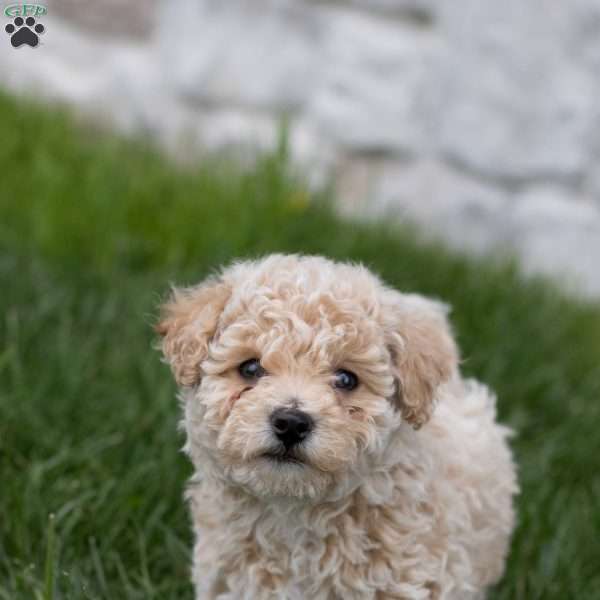 Beau, Bich-Poo Puppy